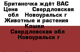 Британочка ждёт ВАС › Цена ­ 1 - Свердловская обл., Новоуральск г. Животные и растения » Кошки   . Свердловская обл.,Новоуральск г.